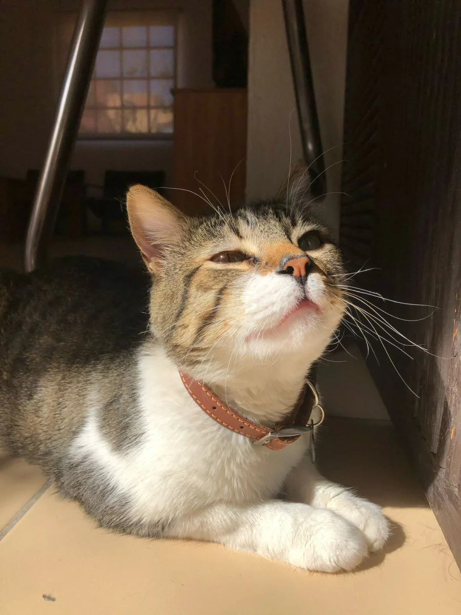 Foto de Kuzco con microchip 990000014773890