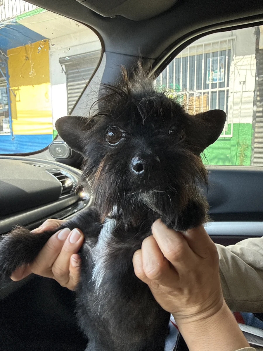 Foto de Copper con microchip 990000014779645