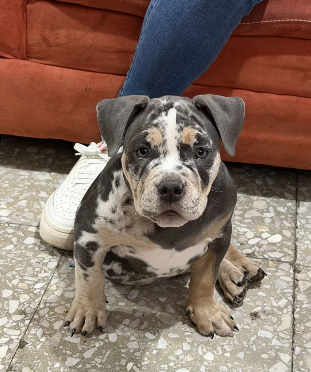 Foto de Keyra con microchip 990000014164161
