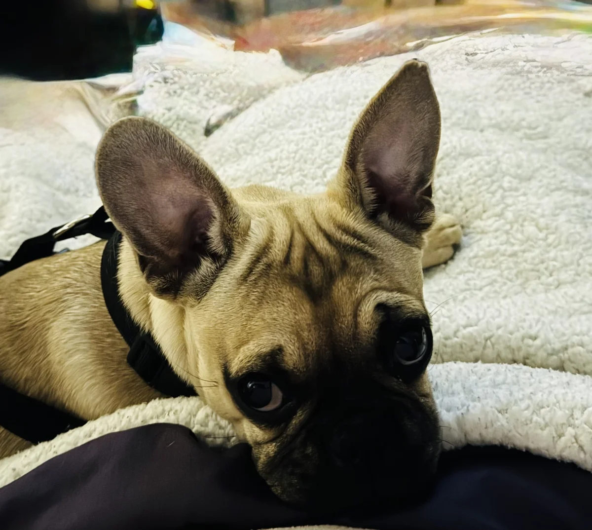 Foto de Frank con microchip 990000014775799