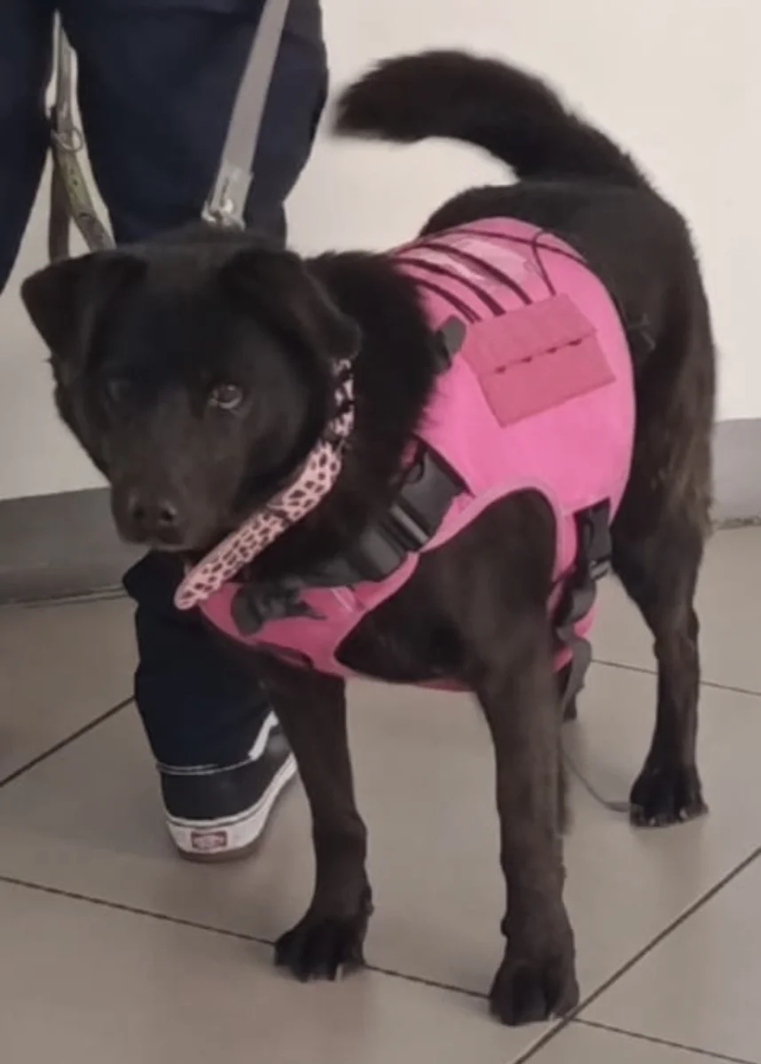 Foto de XARENI con microchip 990000014776265