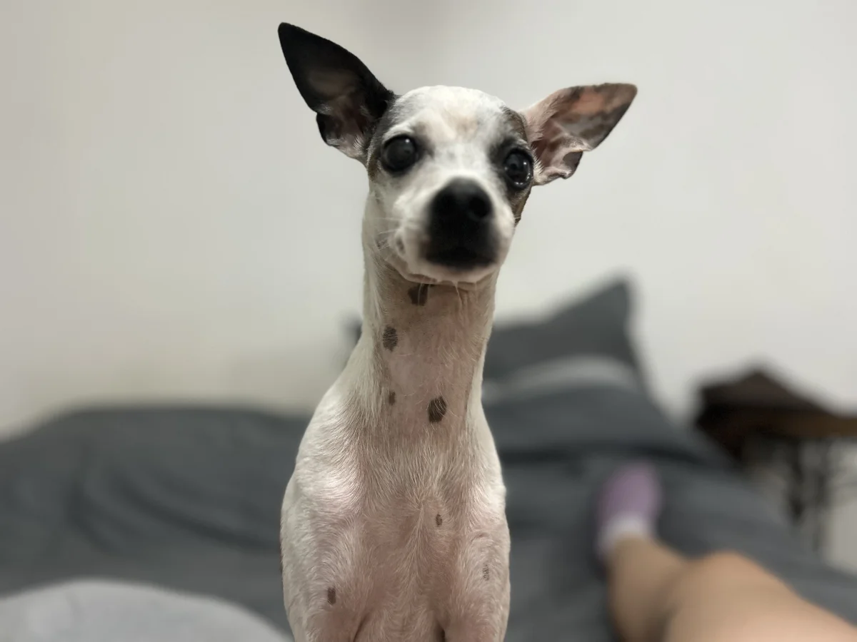 Foto de OTTO con microchip 990000012843377