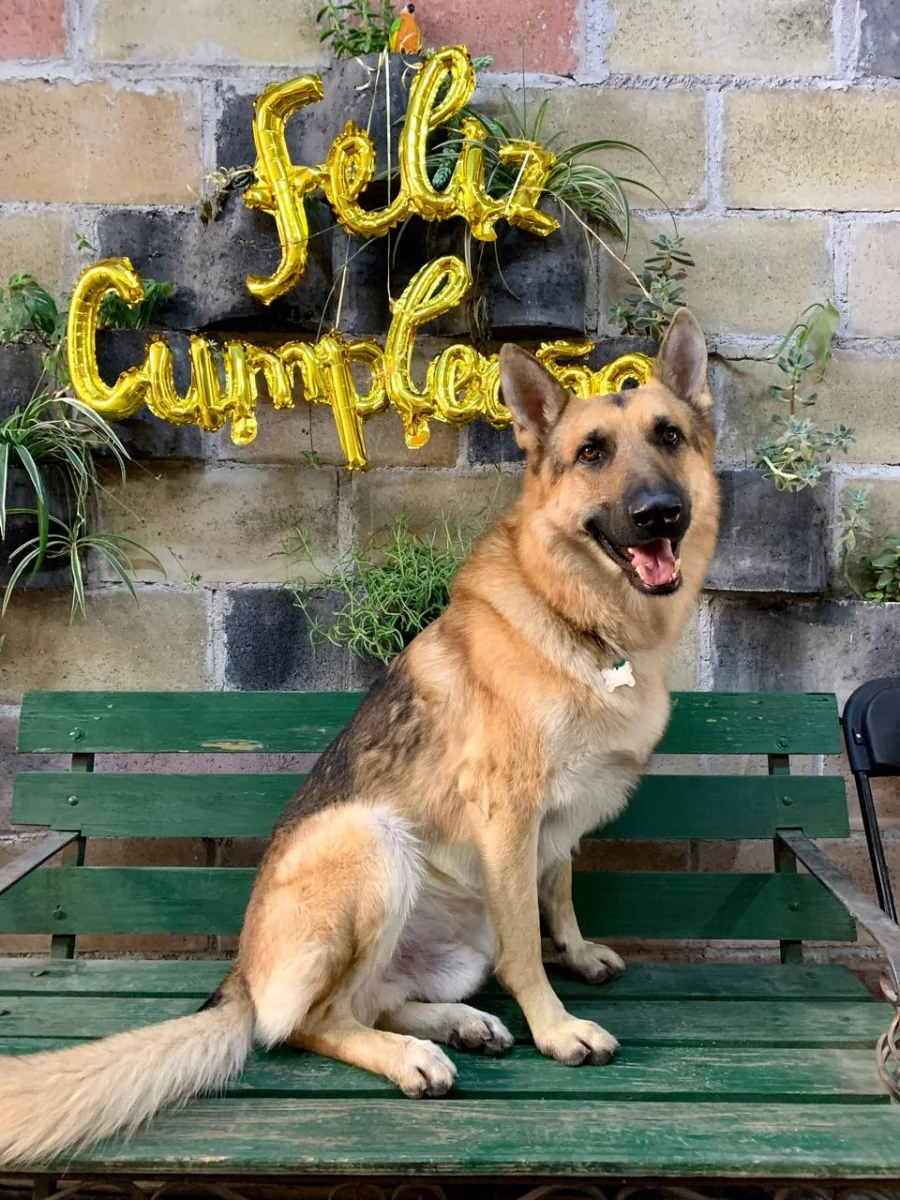 Foto de Bruno con microchip 990000014773712