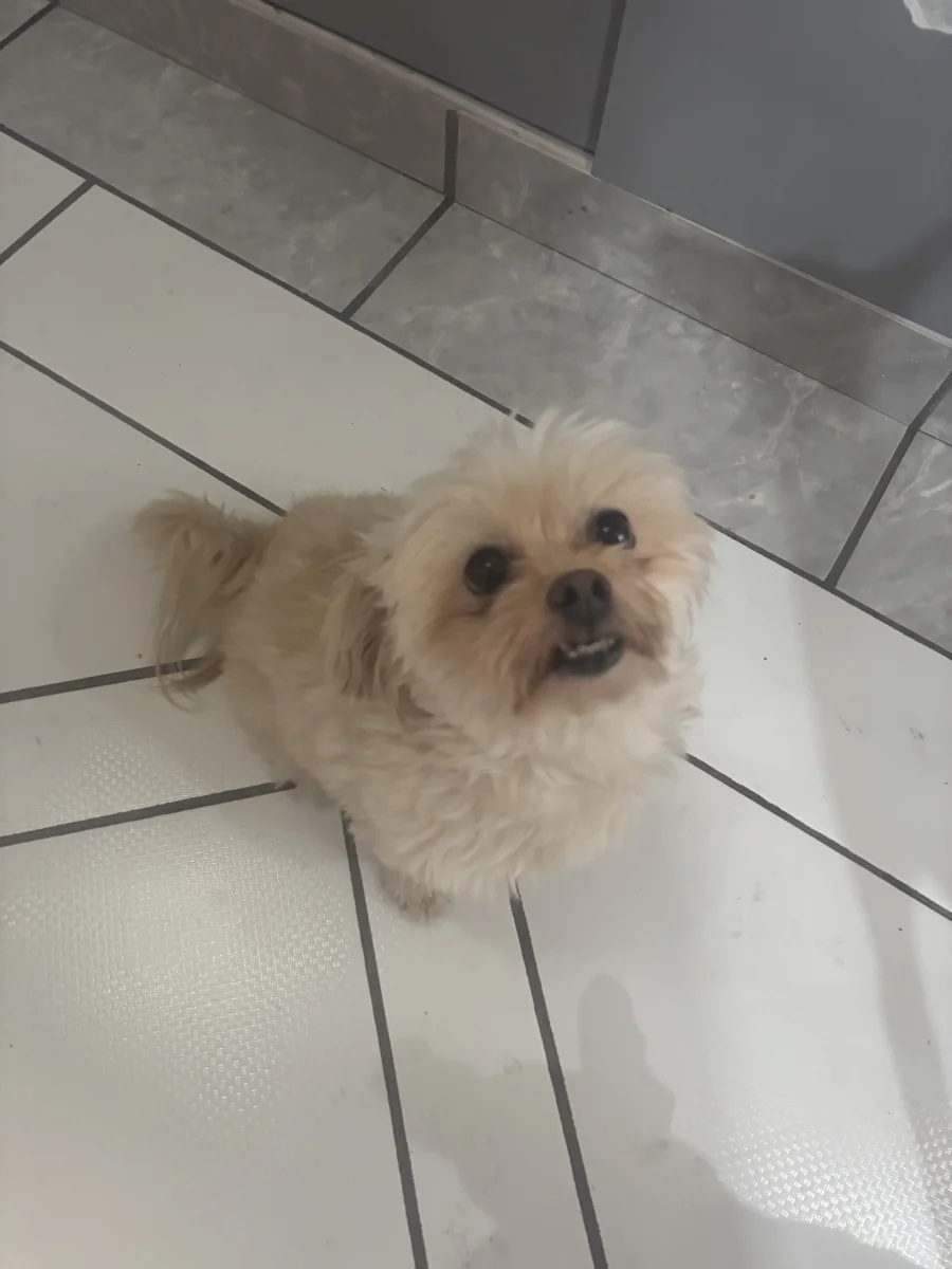 Foto de Chloe con microchip 990000014537110