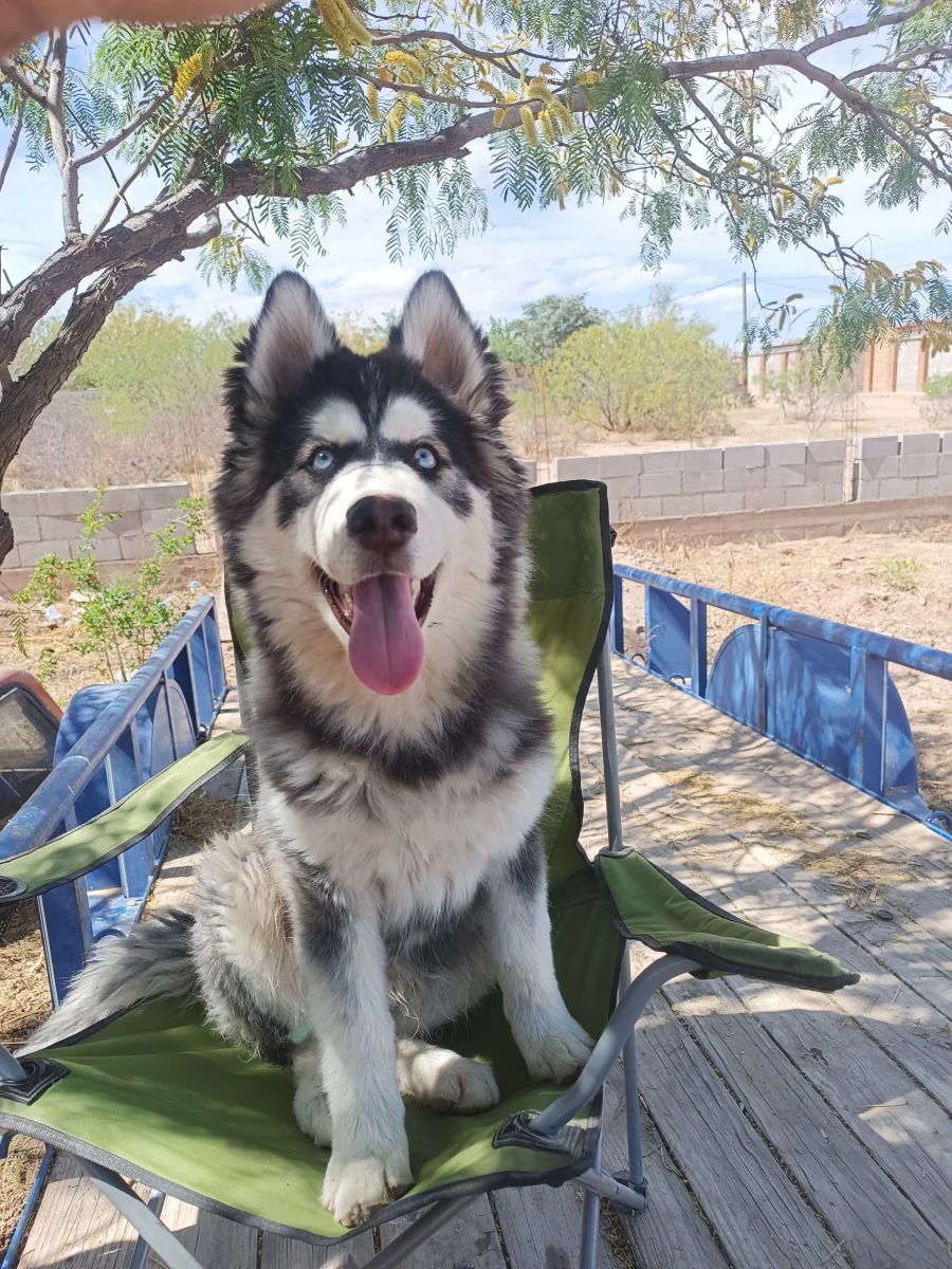 Foto de Lucky con microchip 990000014163972