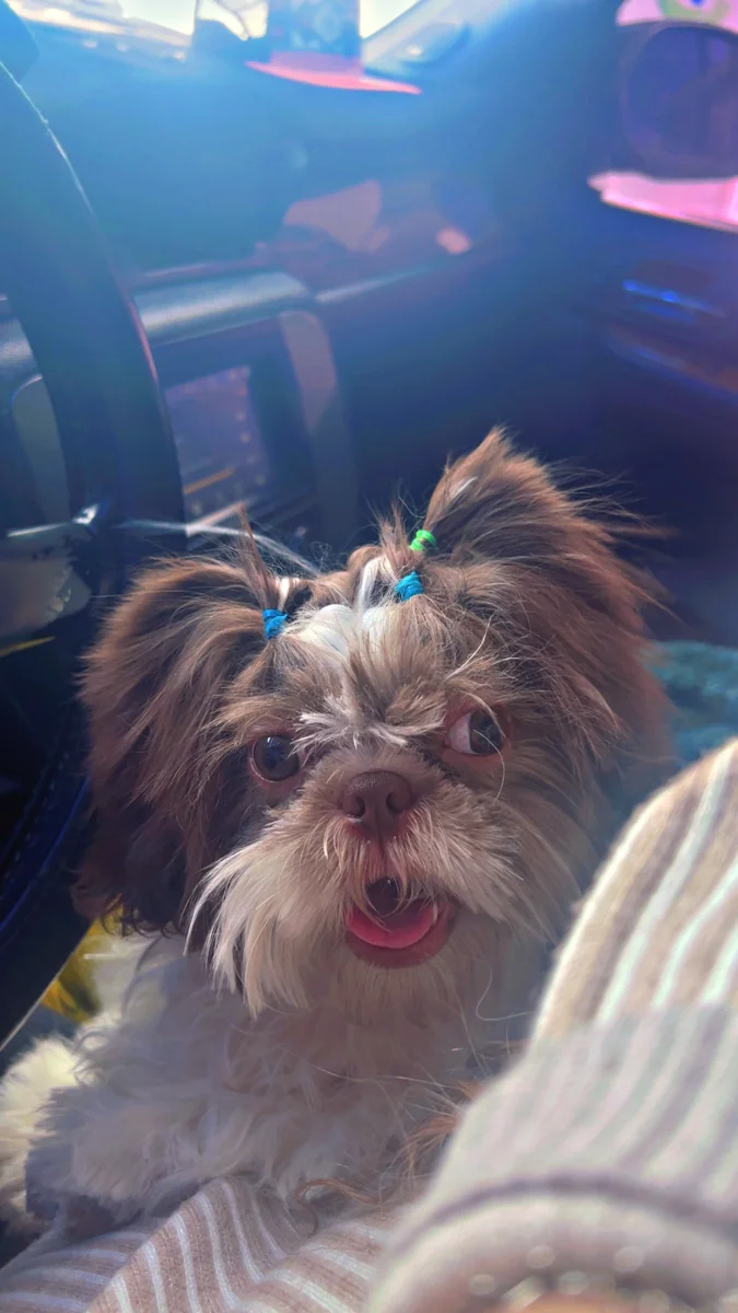 Foto de Bella con microchip 990000012836348