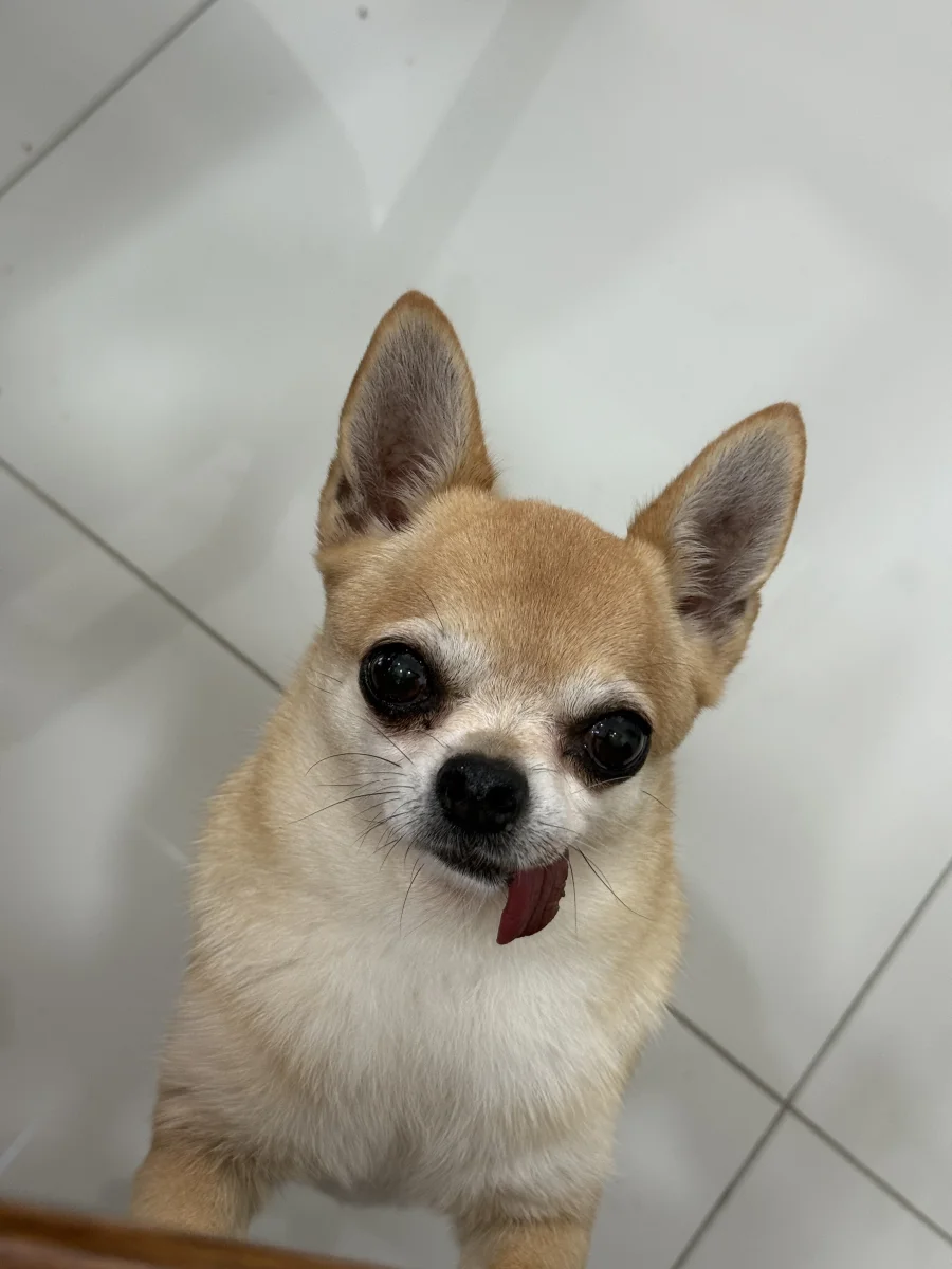 Foto de MICA con microchip 990000014776433