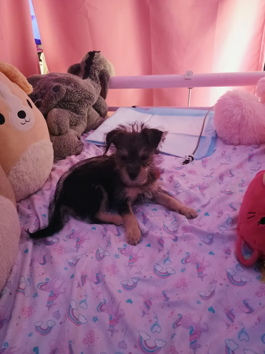 Foto de Trixie con microchip 990000014535982