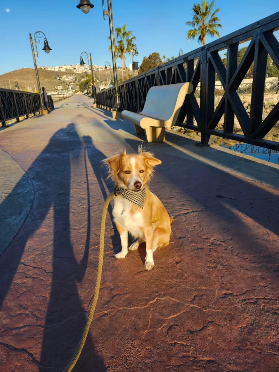 Foto de Ollie con microchip 990000012834803