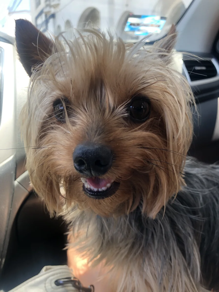 Foto de Ringo con microchip 990000012838000