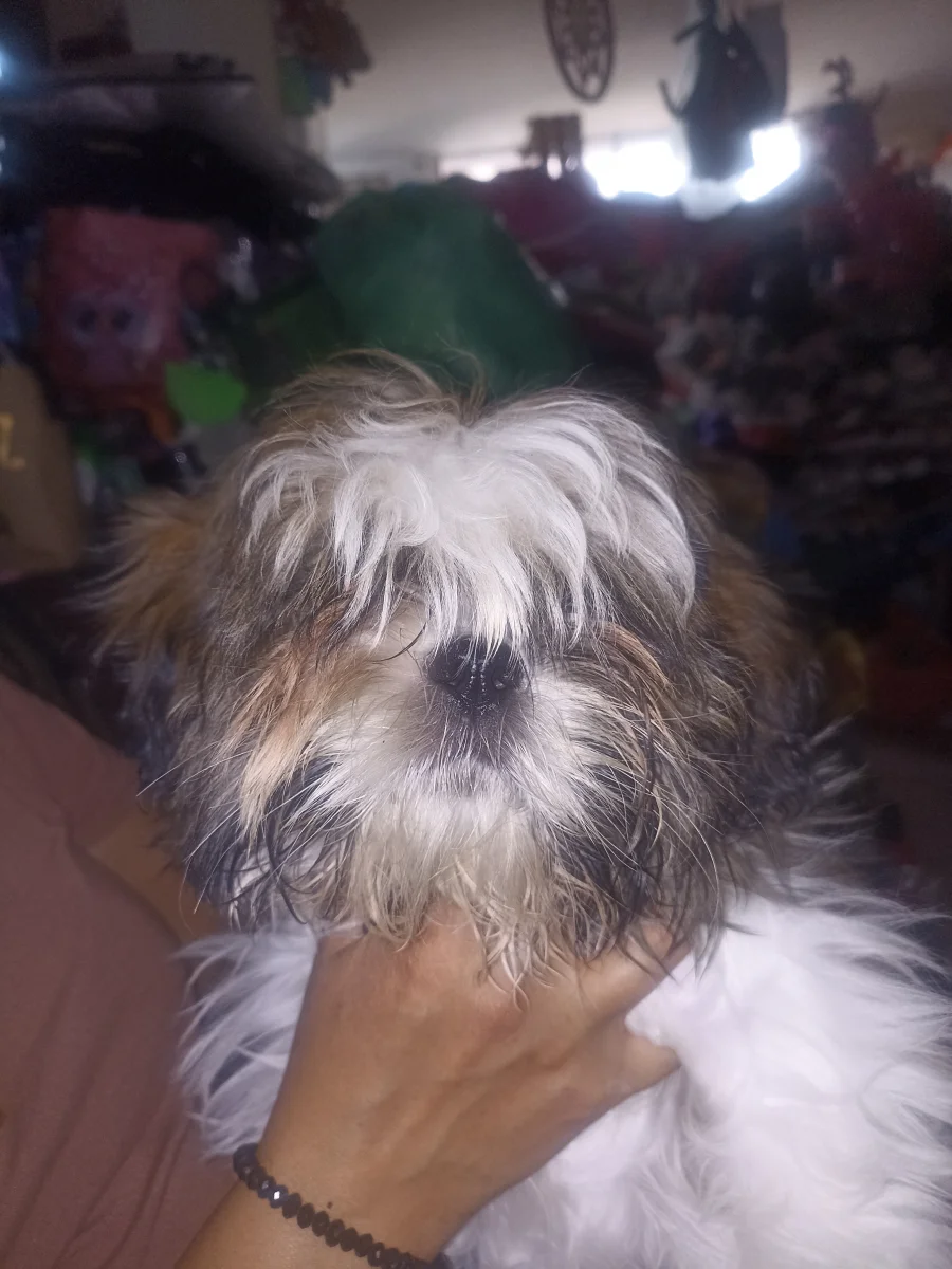 Foto de Bruuuno con microchip 990000014539905
