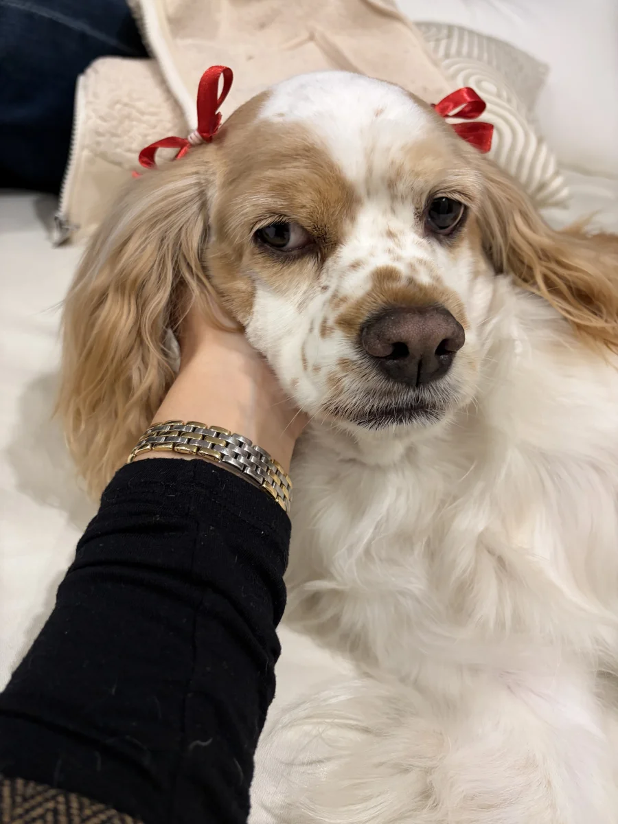 Foto de Maika con microchip 990000009445519