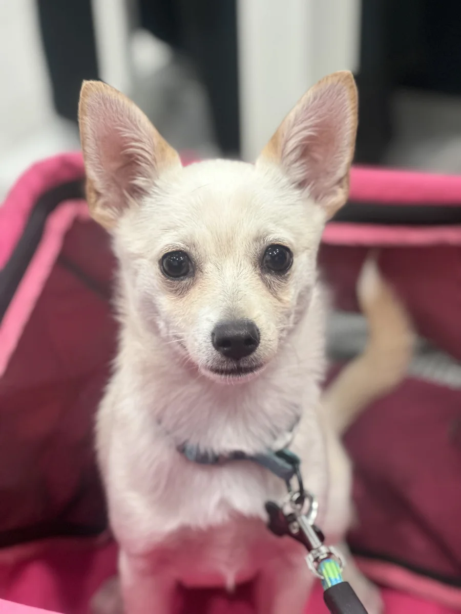Foto de Mokie con microchip 990000014774469