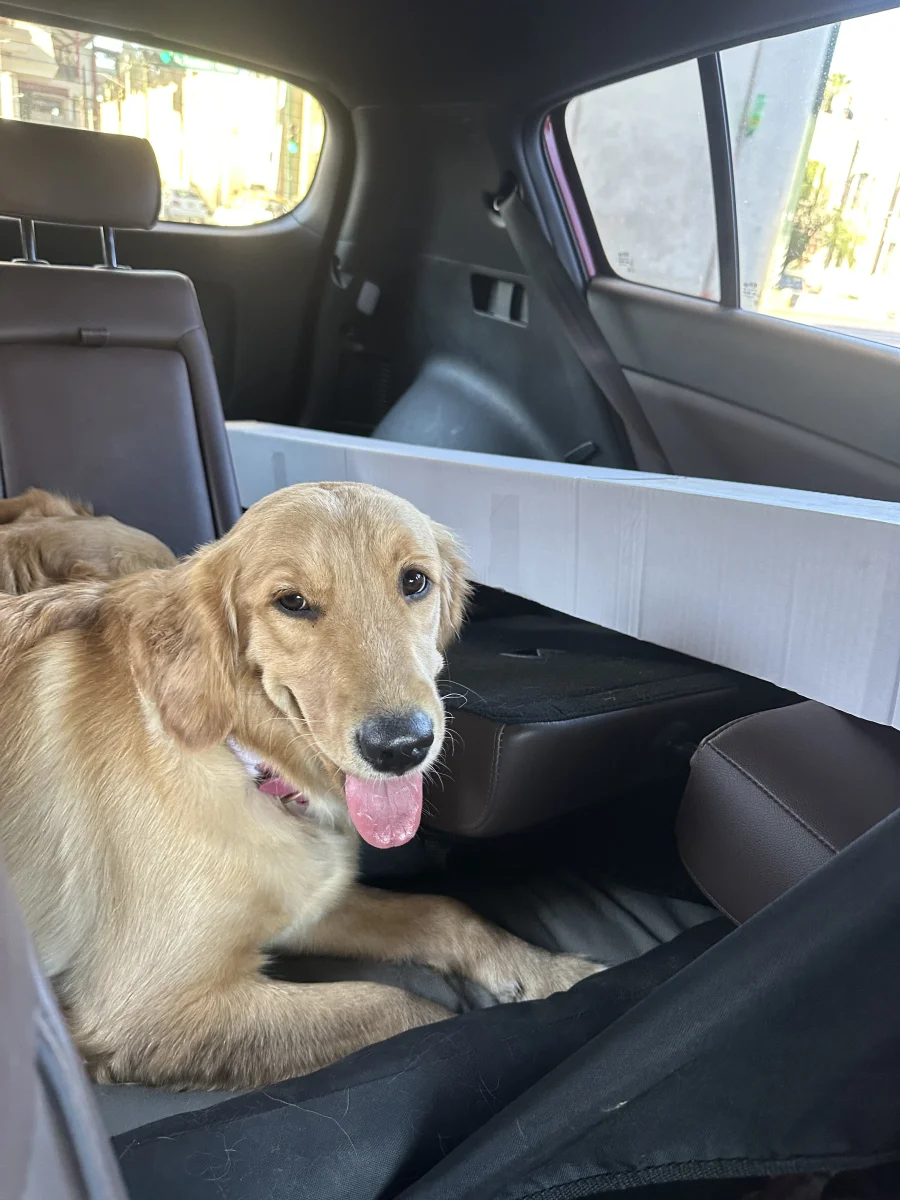 Foto de Kiara con microchip 990000014771165