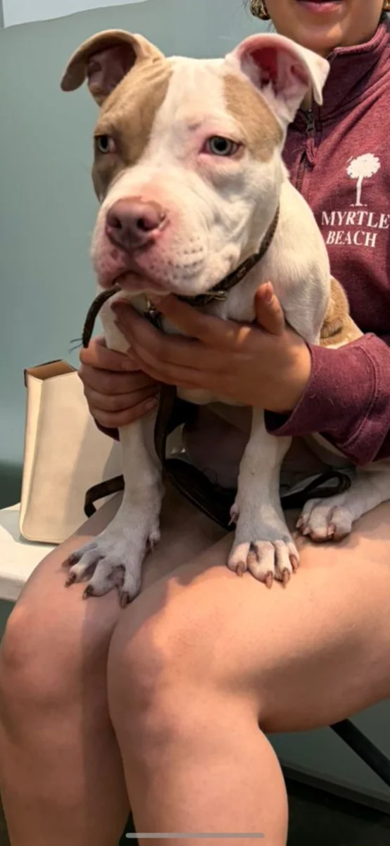 Foto de Atenea con microchip 990000012841980