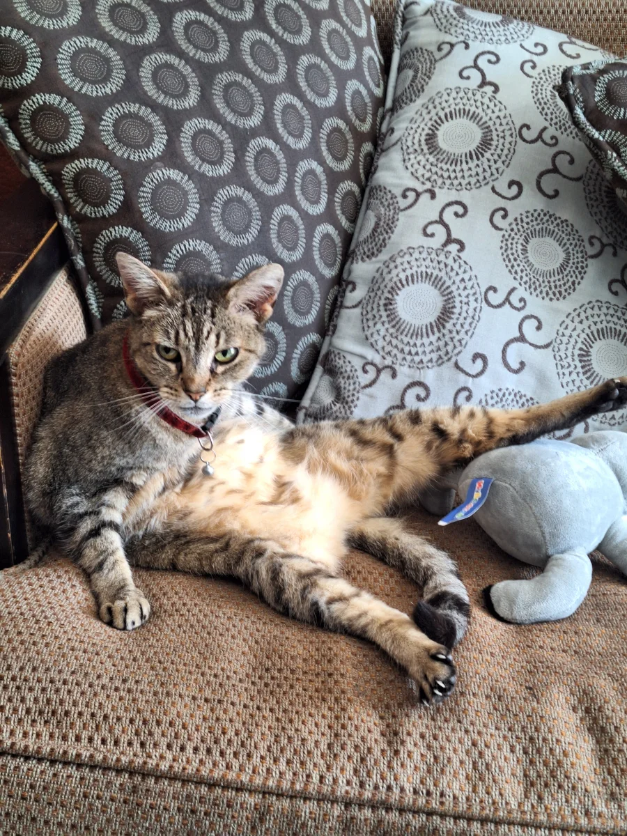 Foto de Kitty con microchip 990000012838915