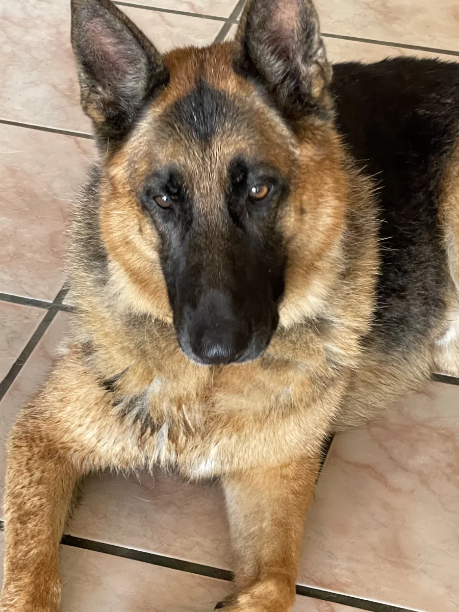 Foto de Max con microchip 990000014774781