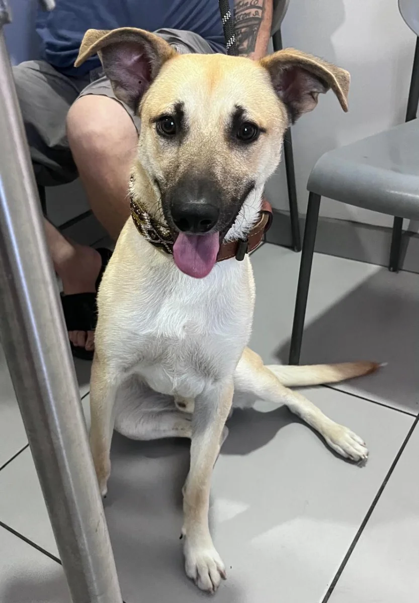 Foto de Chance con microchip 990000014776657