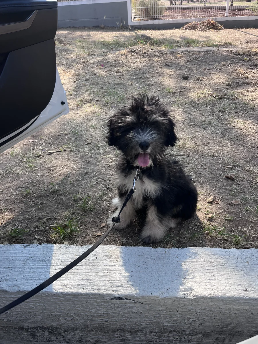 Foto de Roma con microchip 990000014164247
