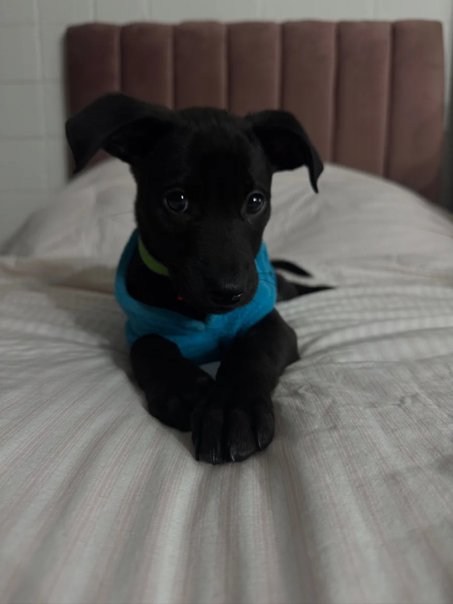 Foto de Choco con microchip 990000014776508