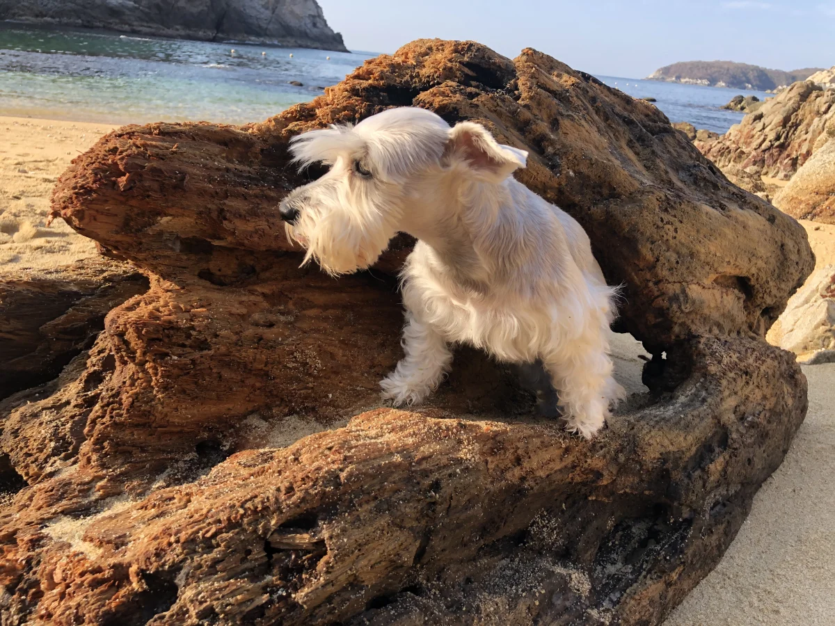 Mascota