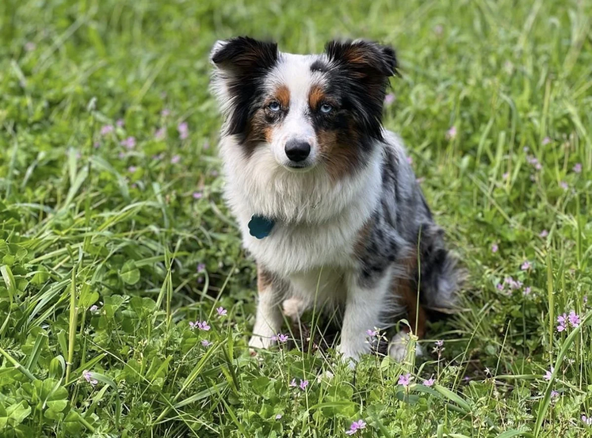 Foto de Kali con microchip 990000014162846