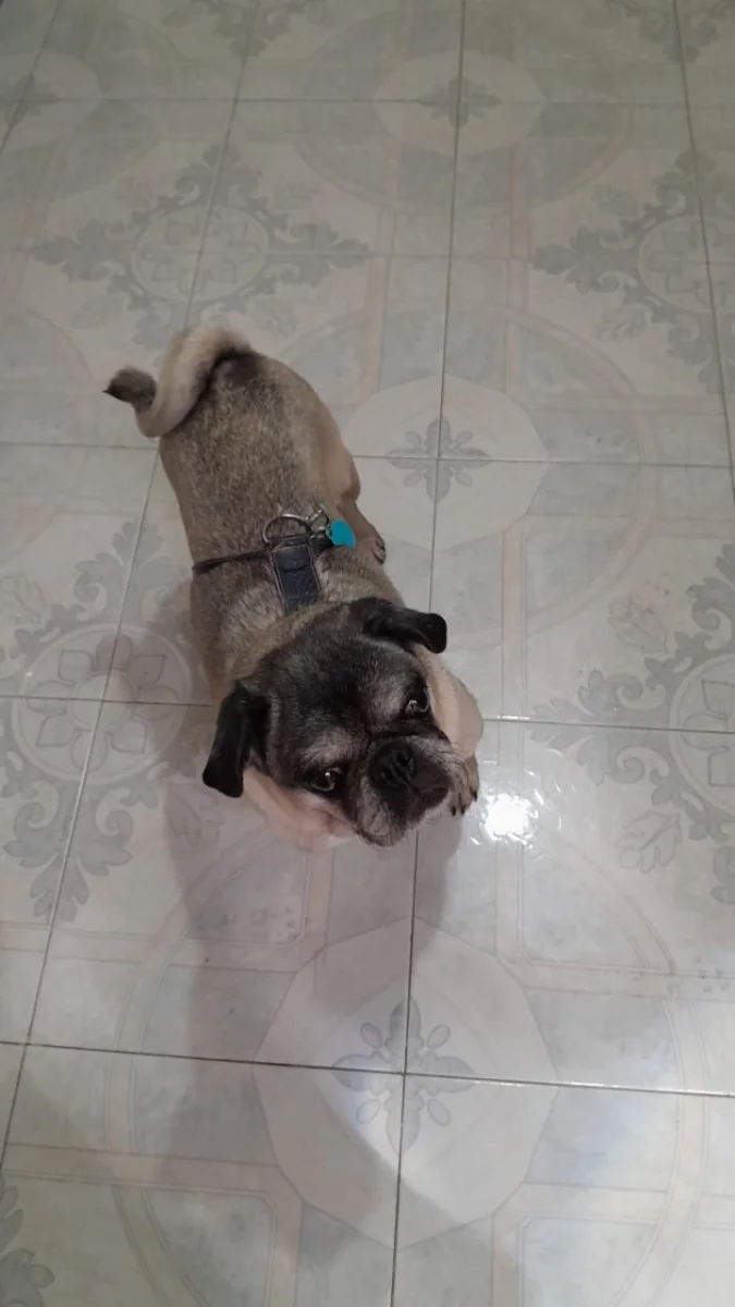 Foto de Frida Mimi con microchip 990000014773771