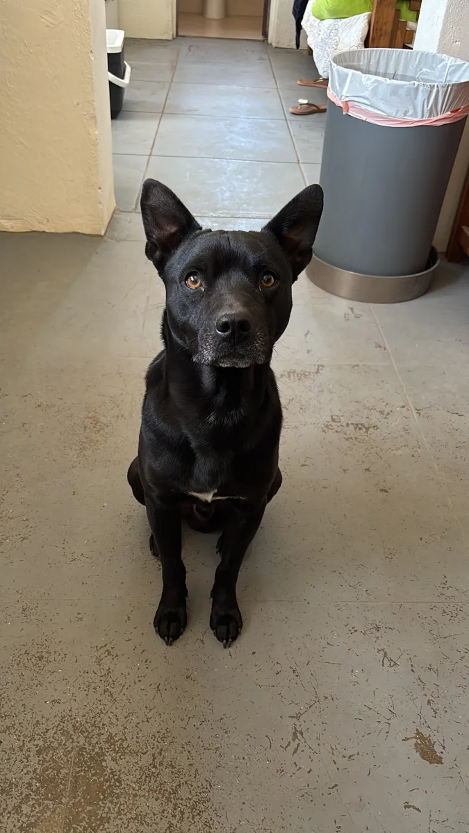 Foto de Rio con microchip 990000012841683