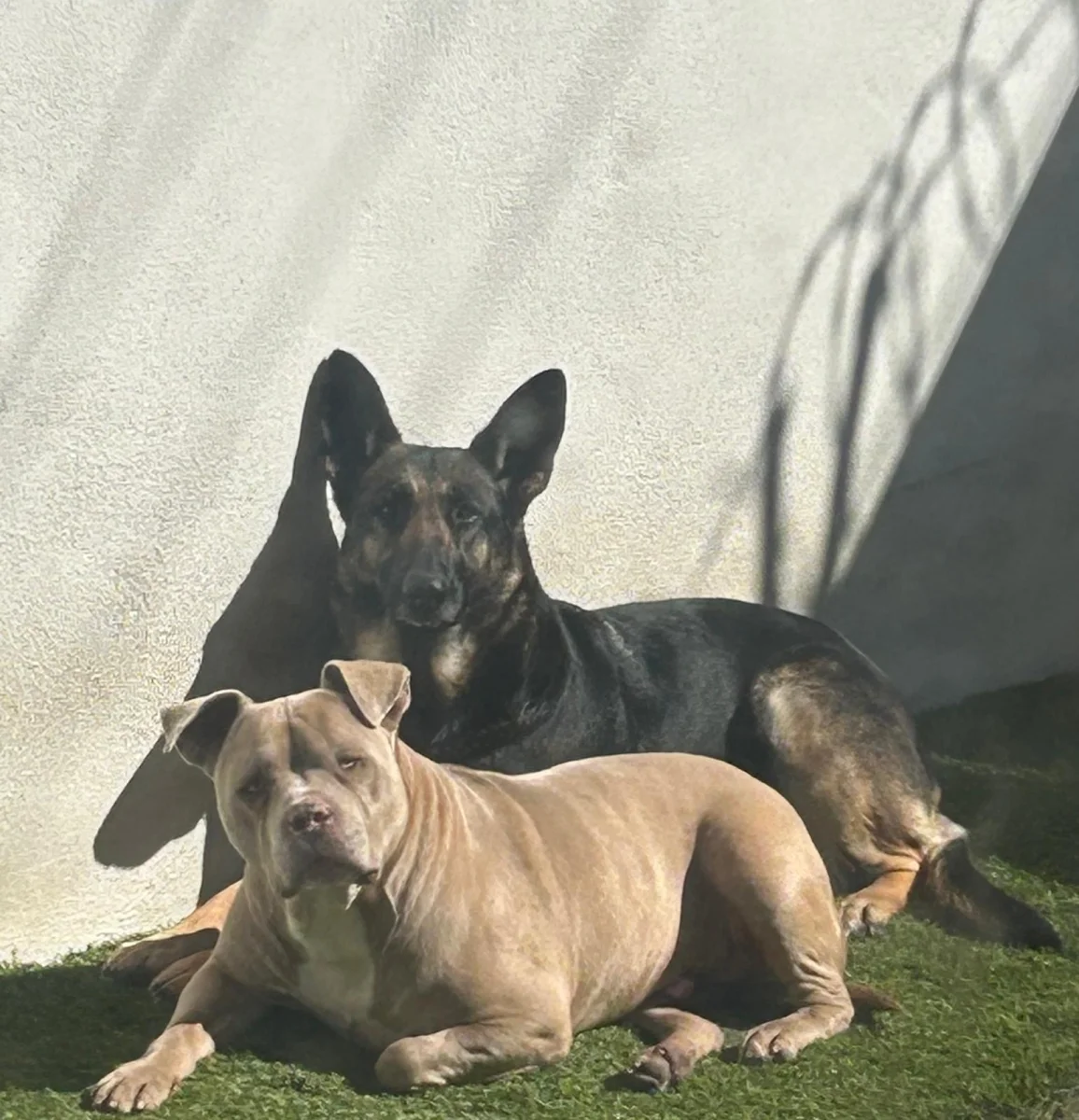 Foto de Muñeco con microchip 990000014535889