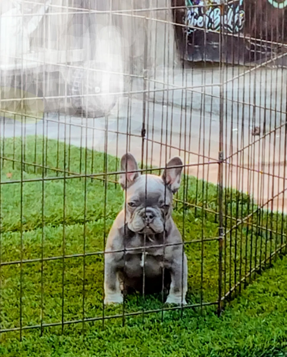 Foto de Emilio con microchip 990000014539301