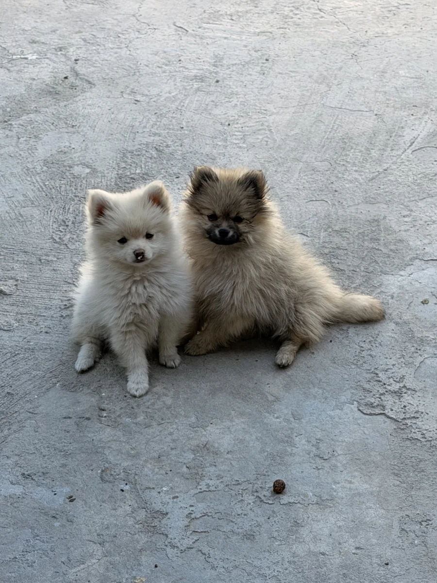 Foto de Mylo con microchip 990000014536199