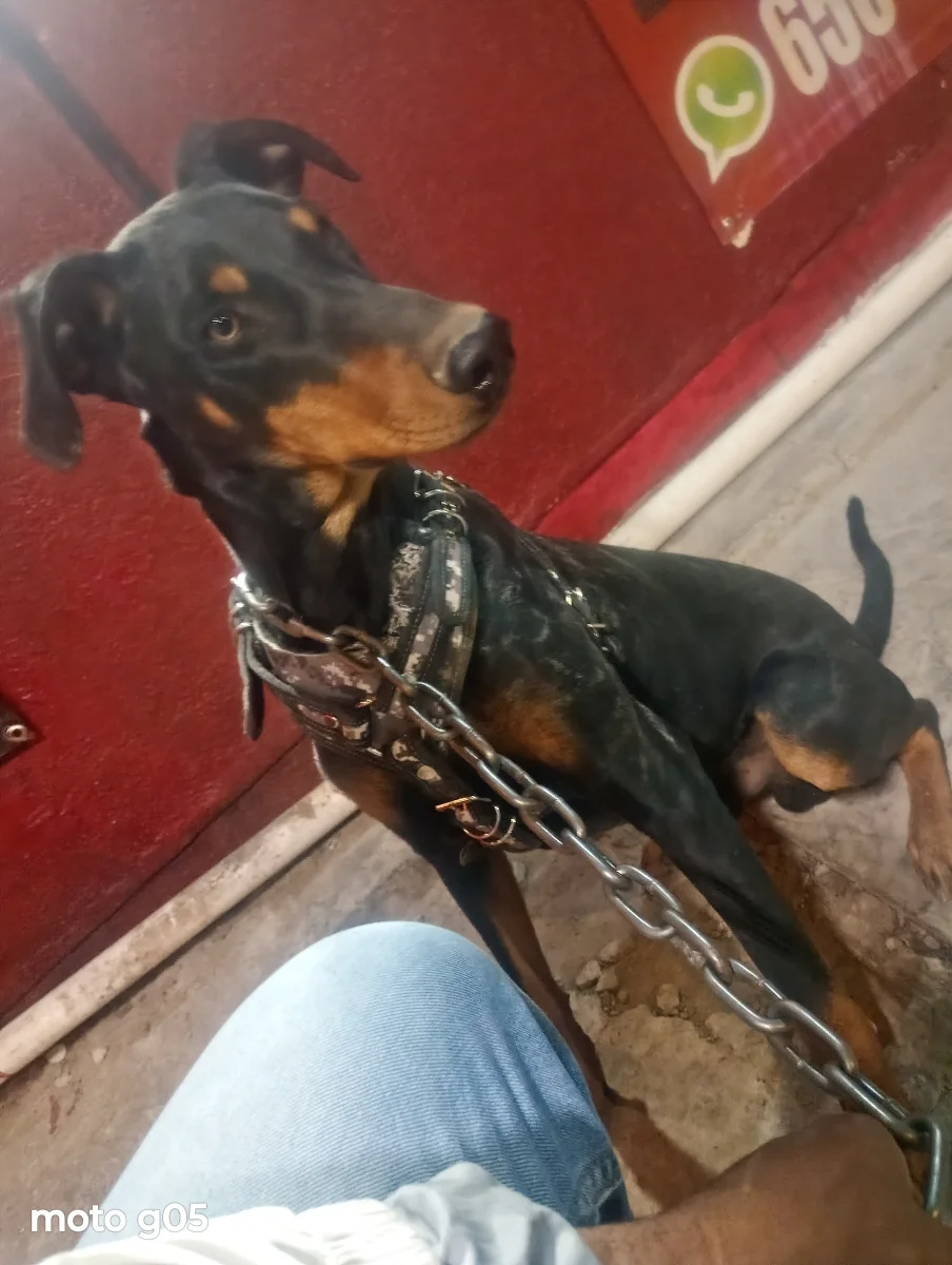 Foto de Pakkun con microchip 990000012839906