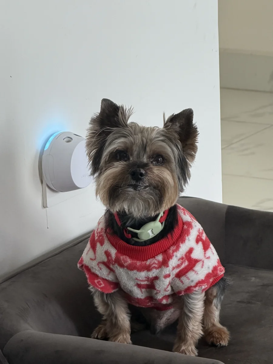 Foto de Nico con microchip 990000014163895