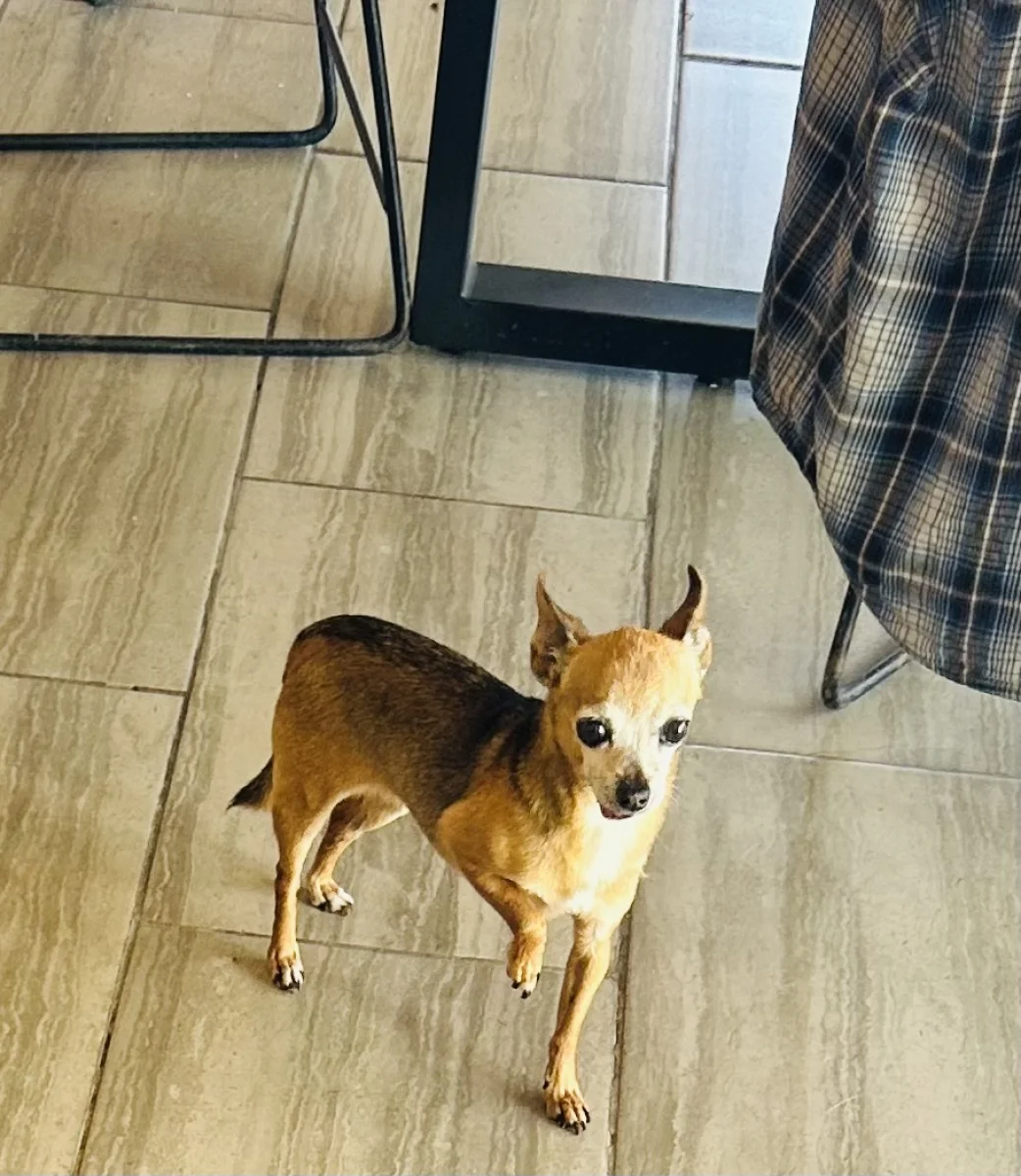 Foto de Jody con microchip 990000014162169