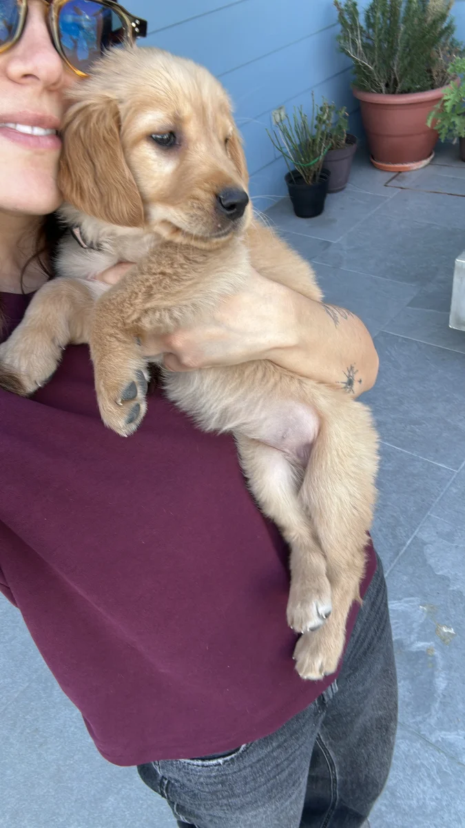Foto de Luna con microchip 990000014269469