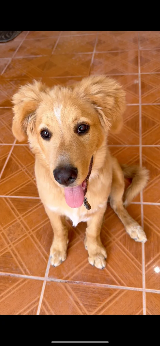 Foto de Lucky con microchip 990000014537012