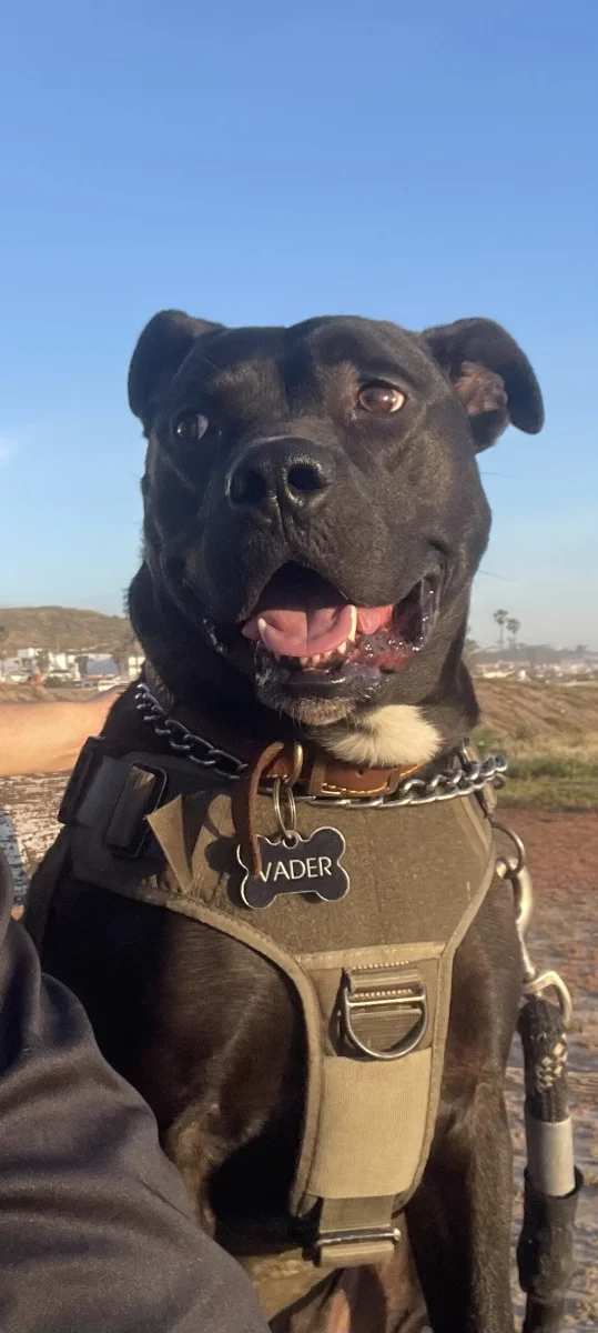 Foto de Vader con microchip 990000014774925