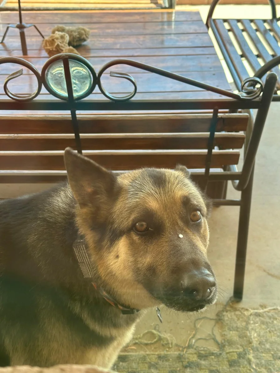 Foto de Zion con microchip 990000014775005