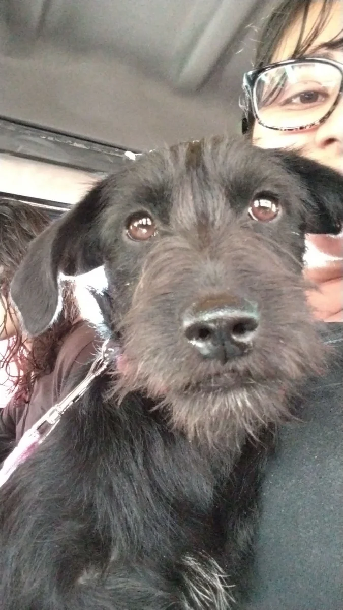 Foto de Majo con microchip 990000014773882