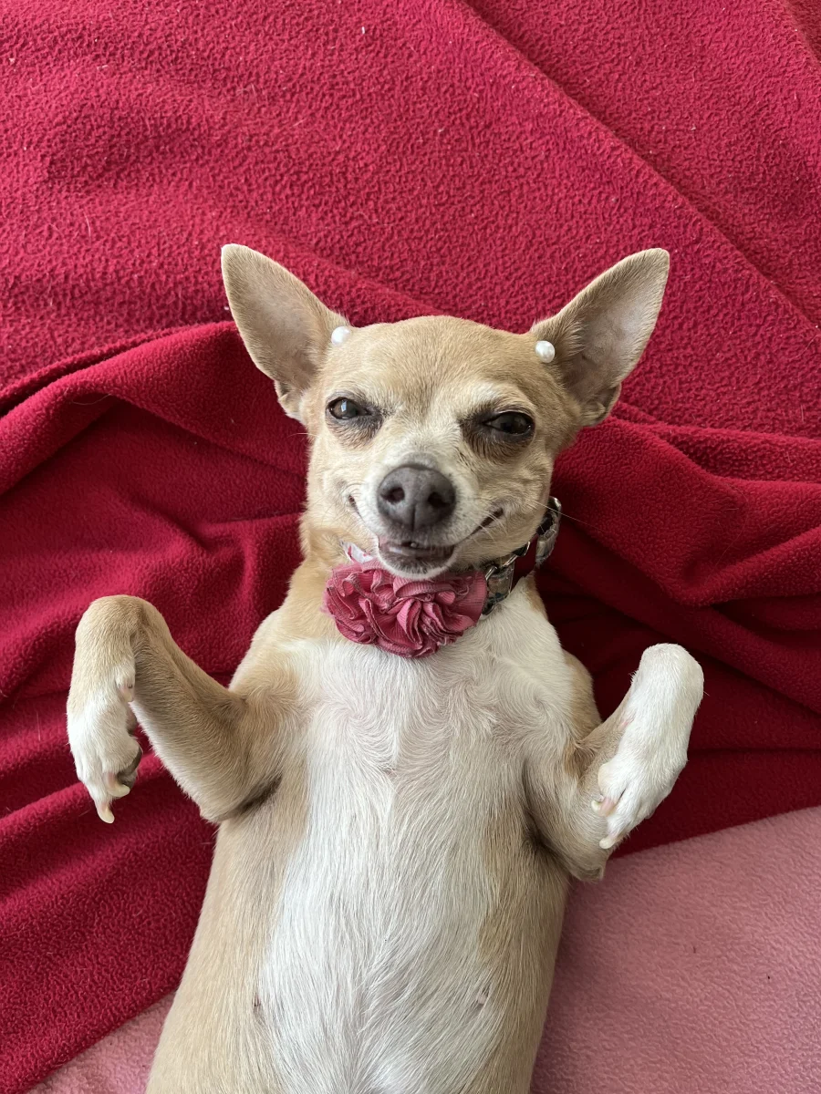 Foto de Barbara con microchip 990000012835876
