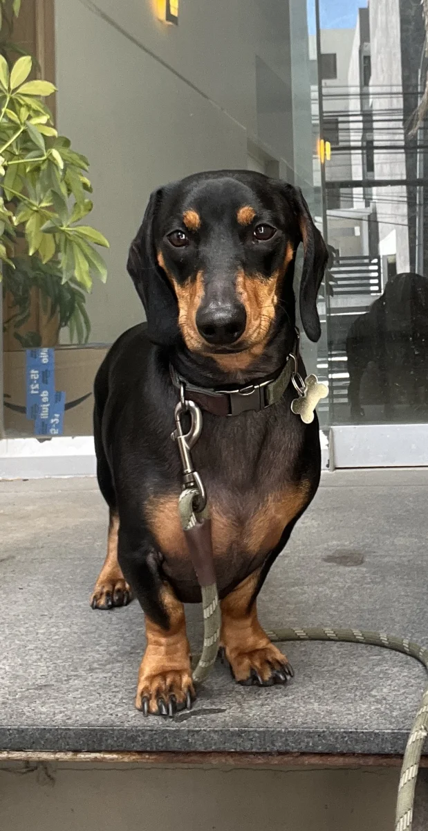 Foto de Pablito con microchip 990000014537972