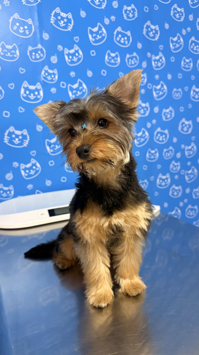 Foto de Caramelo con microchip 990000012835726