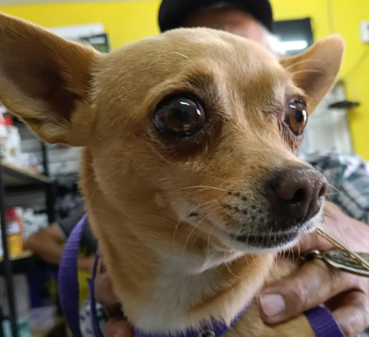 Foto de Chili con microchip 990000014771952
