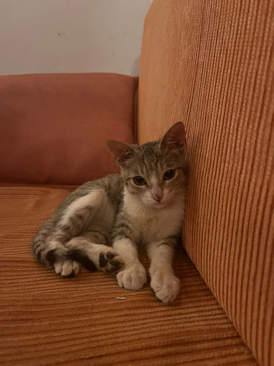 Foto de Fragolo con microchip 990000014778819