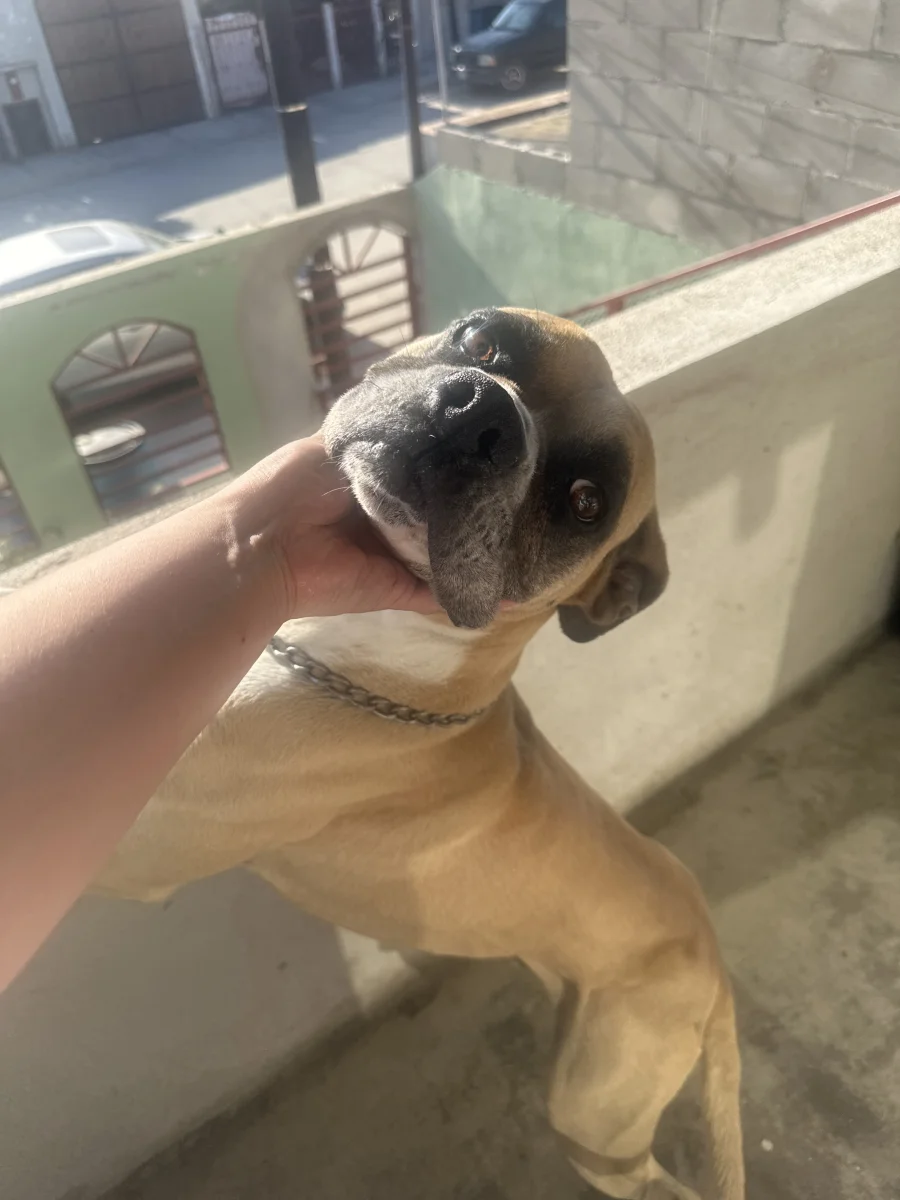 Foto de Jerry con microchip 990000012825715