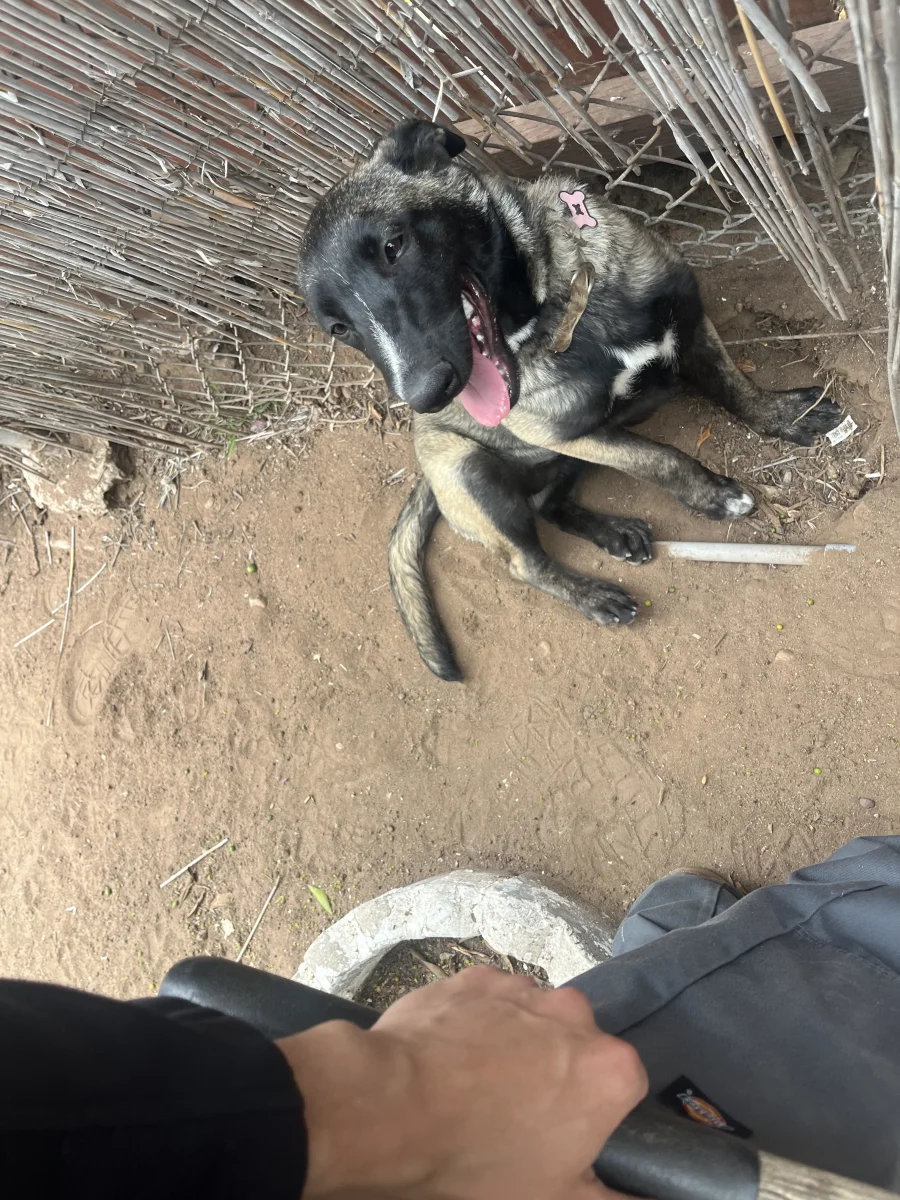 Foto de Keta con microchip 990000012840162