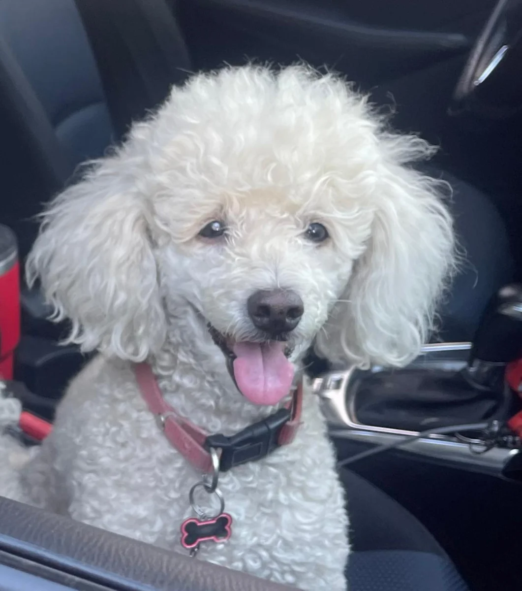 Foto de Nena con microchip 990000014110216