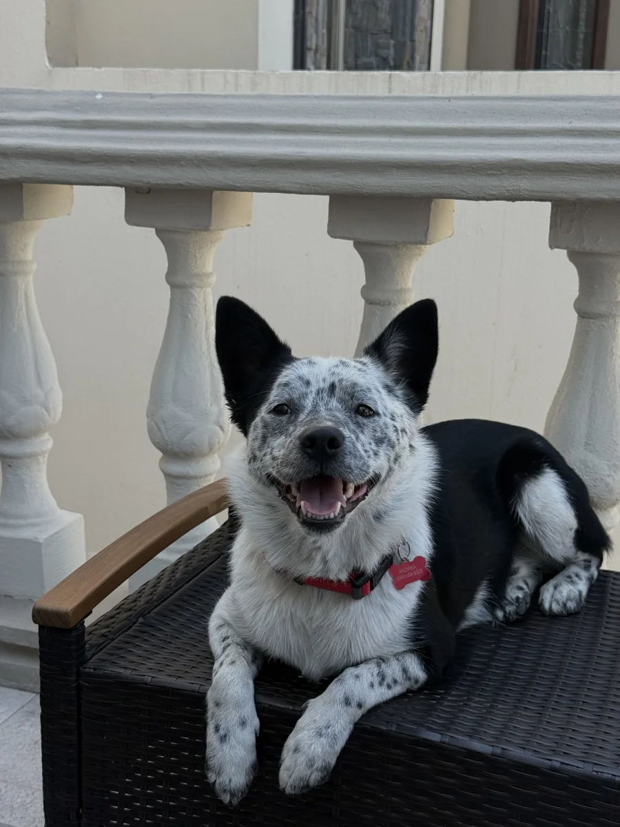 Foto de Panda con microchip 990000014778888