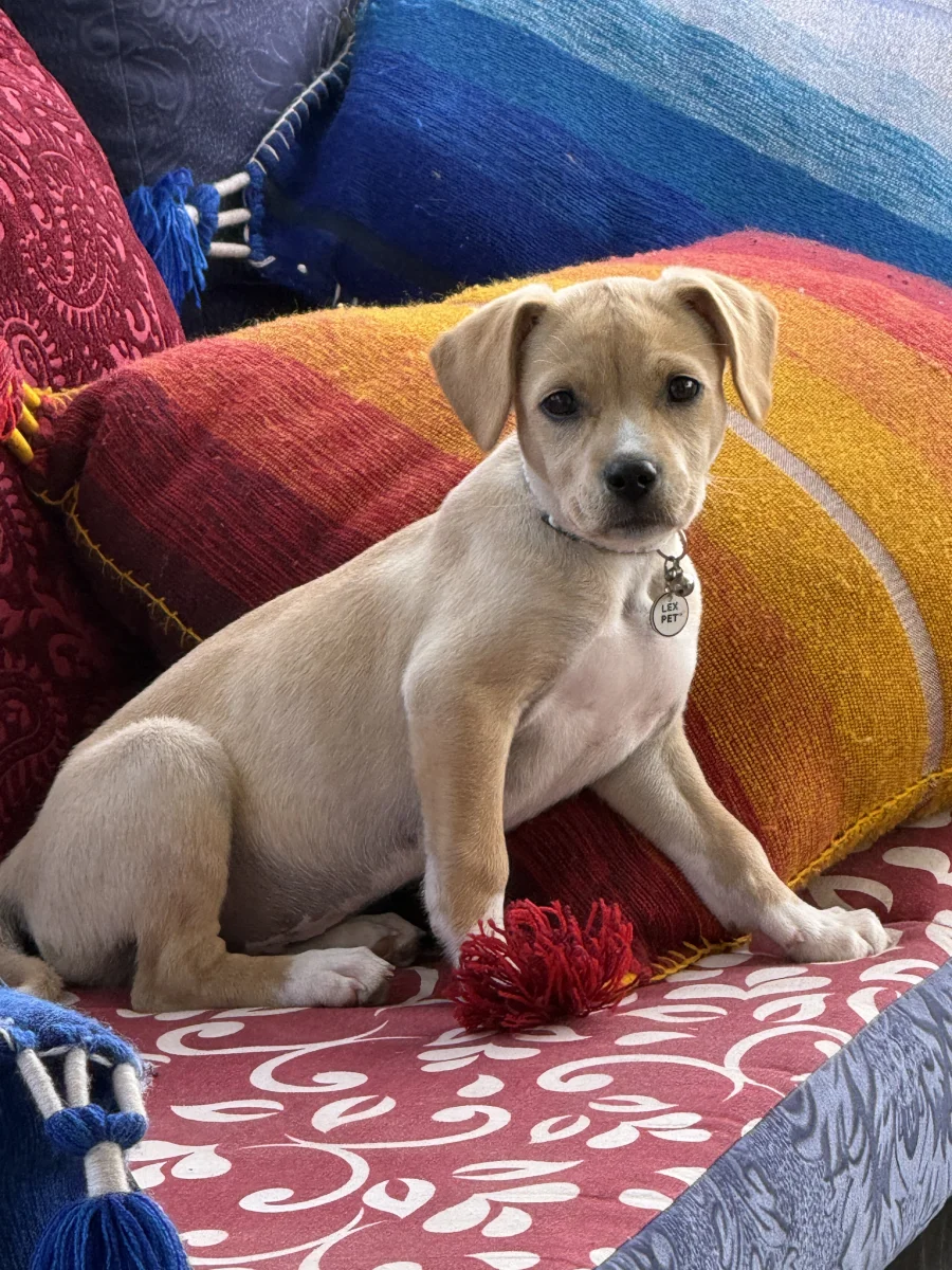 Foto de Camilla con microchip 990000012834404