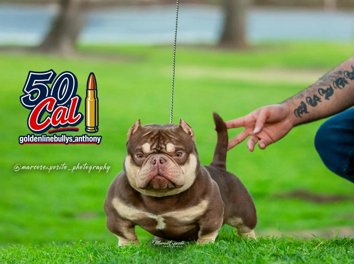 Foto de Canelo con microchip 977200009698904